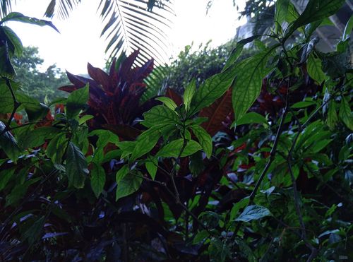 IMG_20160118_092959 360手機旗艦版2k屏 雙攝像體驗